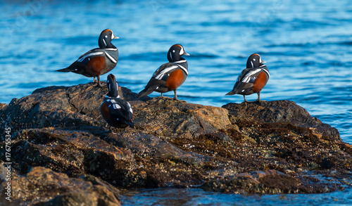 Slika na platnu Harlequin ducks , Histrionicus histrionicus , sit on coastal rocks