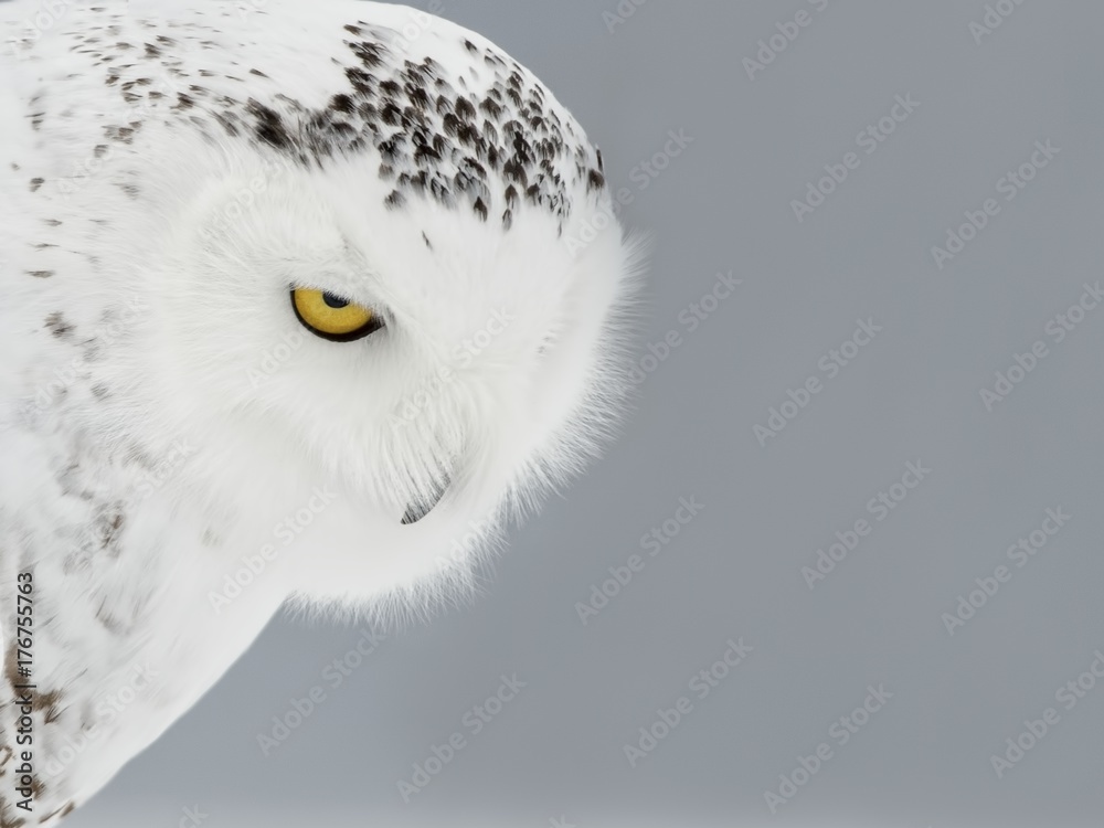 Naklejka premium Snowy Owl Stare Down