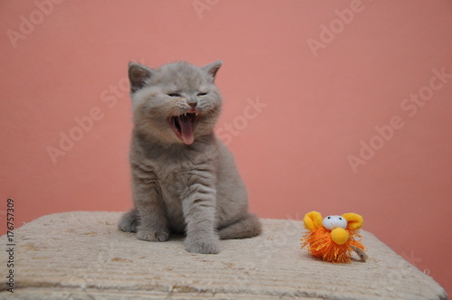Schilderij op canvas British shorthair kitten with orange background, adorable and cute baby kitten