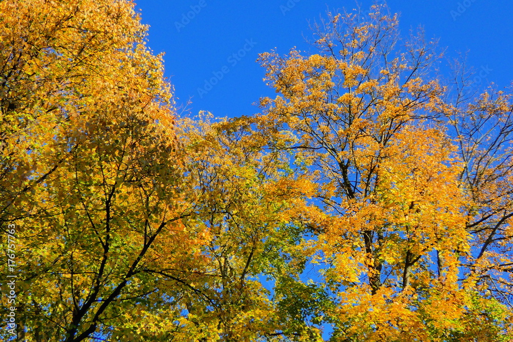Herbstliche Impressionen bei wolkenlosem Himmel Herbstliche Impressionen bei wolkenlosem Himmel