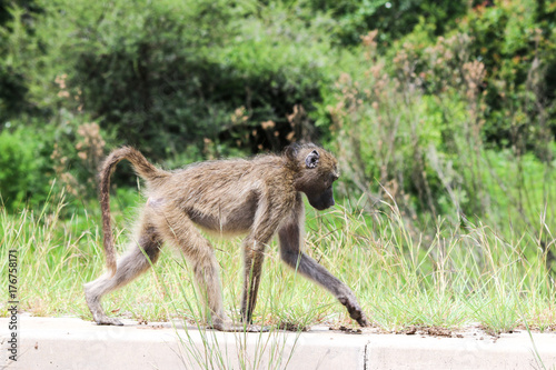 Monkey on the walk. Kruger National park  South Africa.
