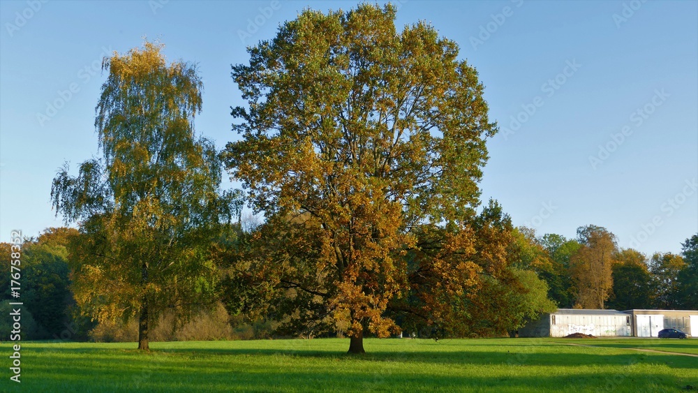Autumn landscape huge tree with yellowed leaves