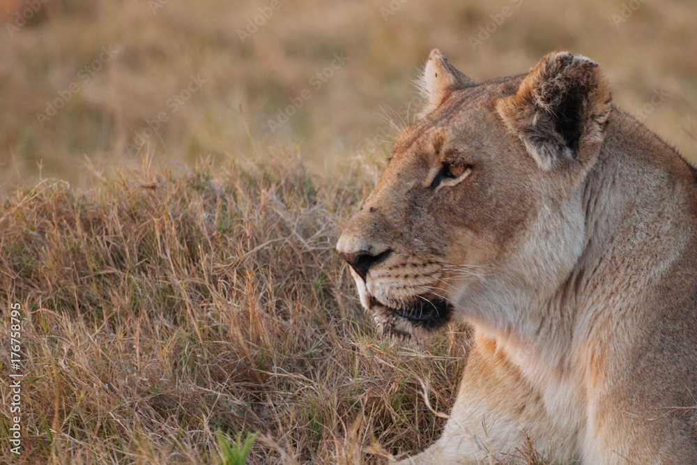 Fototapeta premium Lion in Nature 