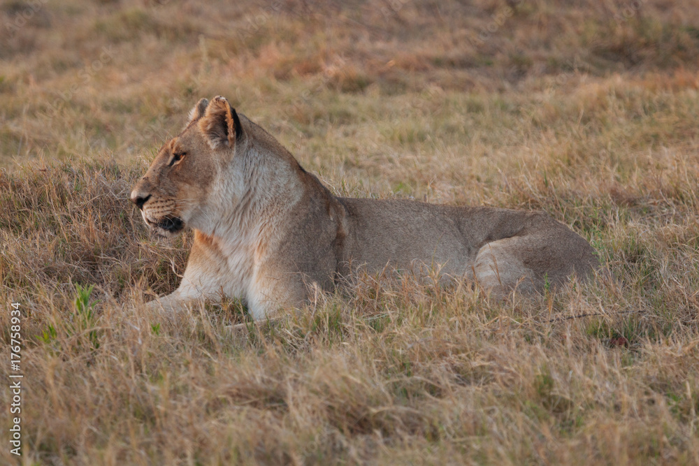 Lion in Nature 