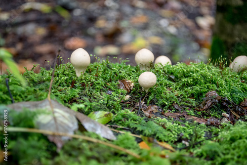 Pilze auf bemoostem Baumstamm