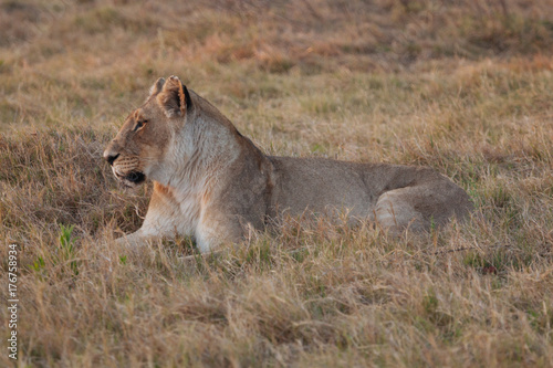 Lion in Nature 