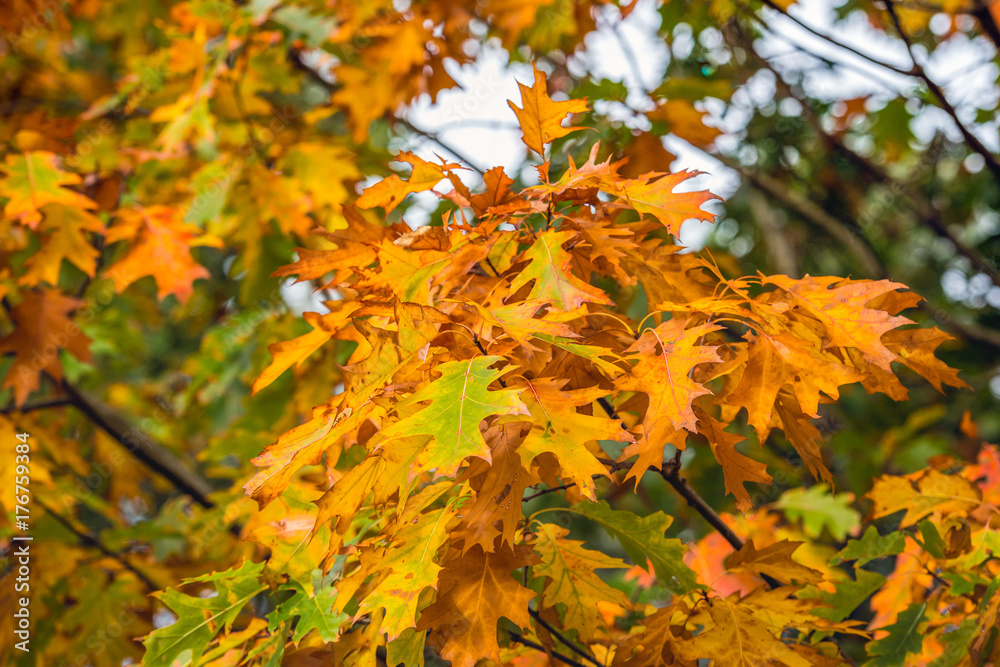 Colorful leaves of an oak tree in autumn Colorful leaves of an oak tree in autumn