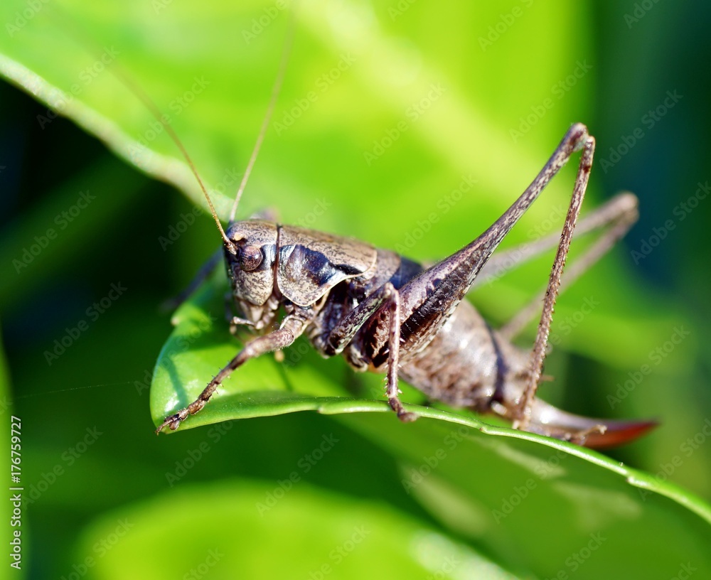 Gemeine Strauchschrecke (Pholidoptera griseoaptera) Gemeine Strauchschrecke (Pholidoptera griseoaptera)