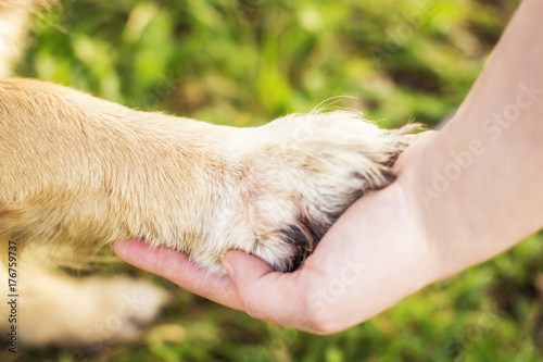 Dog paw and human handhand of a dog and person close up. concept dog friend of the person photo