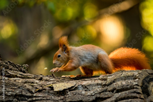 Squirrel animal in natural environment