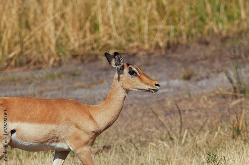 Fototapeta Naklejka Na Ścianę i Meble -  Antelope in Nature