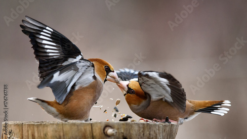 Tableau sur toile two Hawfinch fight at the feeder