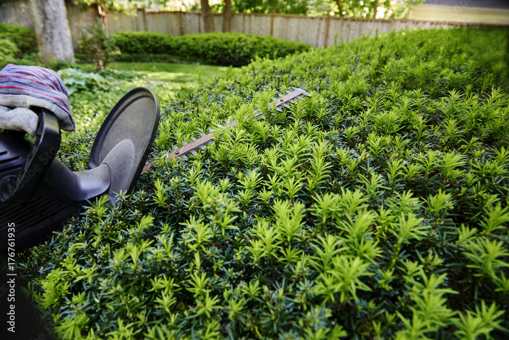 Ταπετσαρία Gloved hand cutting the yew bush hedge with an electric hedge trimmer; selective focus closeup action