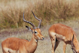 Antelope in Nature