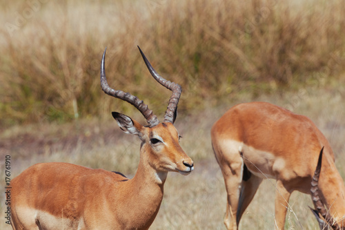Antelope in Nature