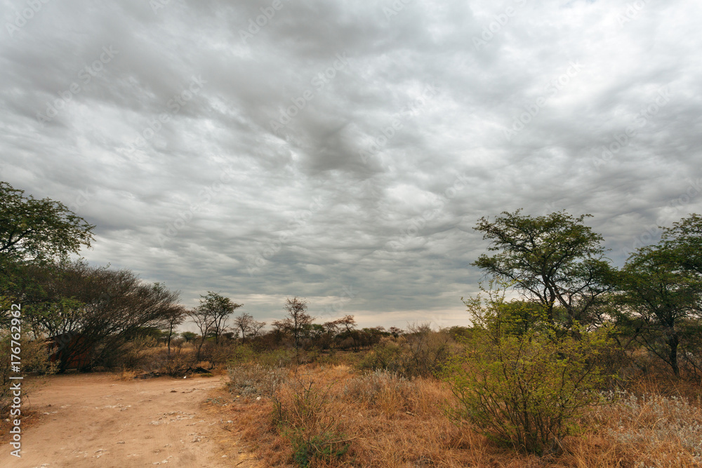 Kalahari desert 