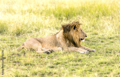 Fototapeta Naklejka Na Ścianę i Meble -  Wild lions on Safari