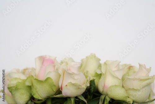 Pink or green Roses in row, isolated on white background. Greenting background with copy space. photo