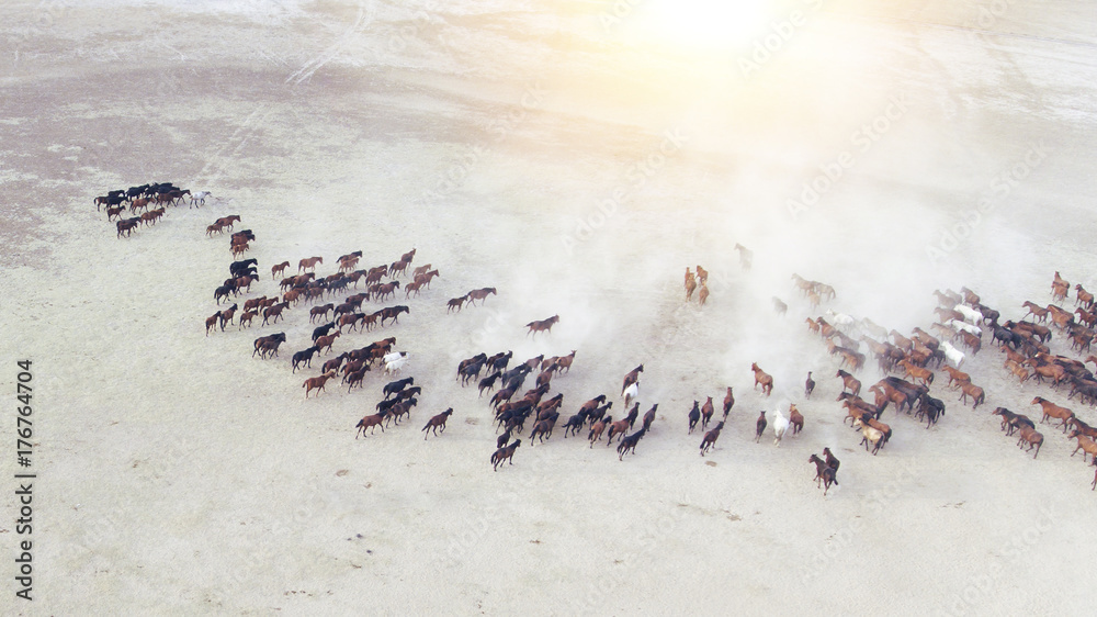 Top view aerial photo from drone of a plain with beautiful horses in sunny summer day in Turkey. Herd of thoroughbred horses. Horse herd run fast in desert dust against dramatic sunset sky.  - obrazy, fototapety, plakaty 