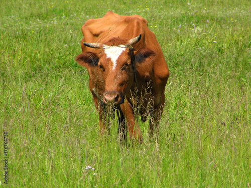 red cow in the grass