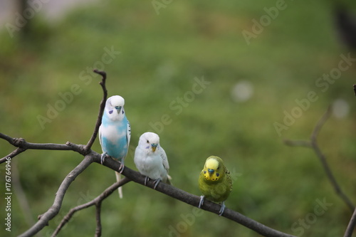 Budgie Birds in an Outdoor Aviary