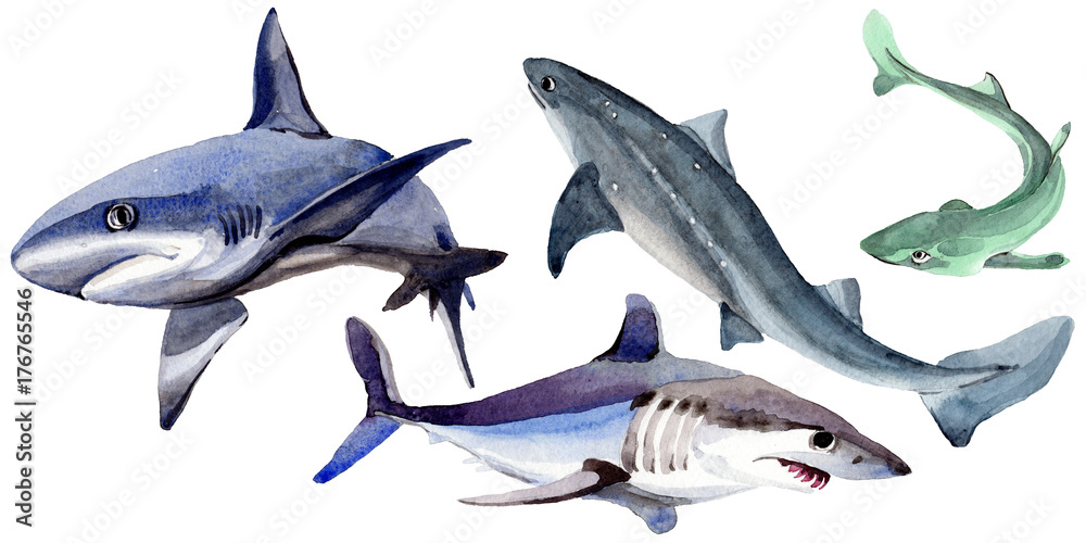 Fototapeta premium Shark wild fish in a watercolor style isolated. Full name of the fish: Shark. Aquarelle wild fish for background, texture, wrapper pattern or tattoo.