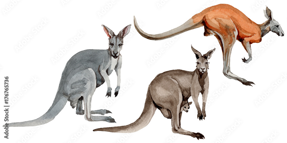Wallaroo Vs Kangaroo