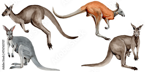 Photography Exotic kangaroo wild animal in a watercolor style isolated
