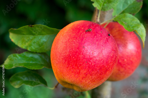 Red ripe juicy apple on the apple tree, new harvest