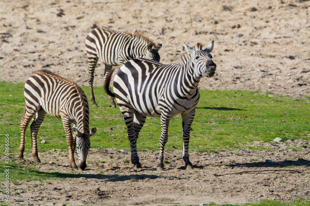 Zebras, horse family animal, lives in grasslands, savannas, woodlands, thorny scrublands, mountains, and coastal hills Zebras, horse family animal, lives in grasslands, savannas, woodlands, thorny scrublands, mountains, and coastal hills