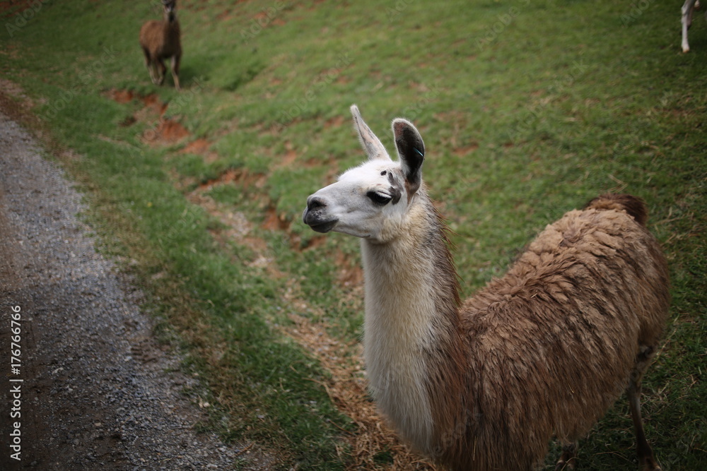 Hungry Brown and White Llama