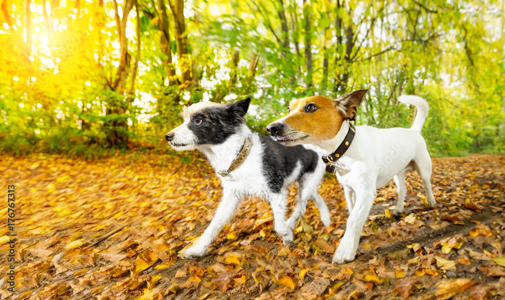 dogs running or walking in autumn