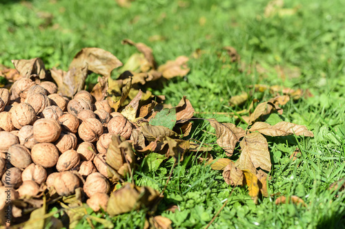 Pile of walnuts on the green and dry leaves, set