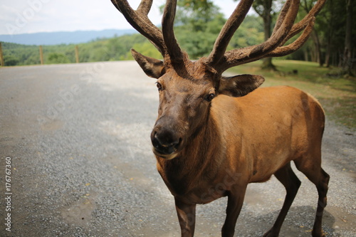 Elk Bull 