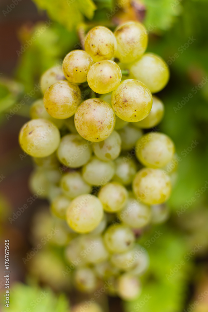 White wine grapes riesling, ready to harvest and making wine