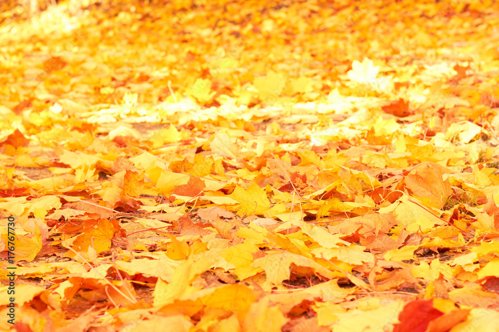 Background of yellow autumn maple leaves Background of yellow autumn maple leaves