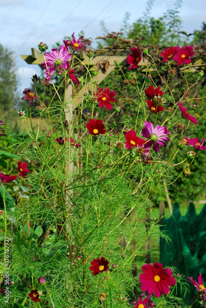 Grand cosmos en fleur au jardin Stock Photo | Adobe Stock