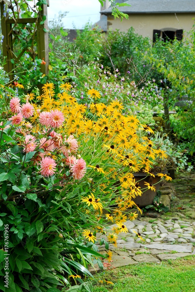 Bordure de Dahlias et Rudbeckias au jardin
Bordure de Dahlias et Rudbeckias au jardin