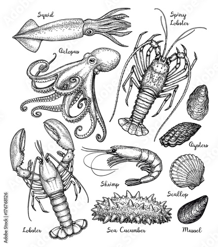 Sea animals big set.