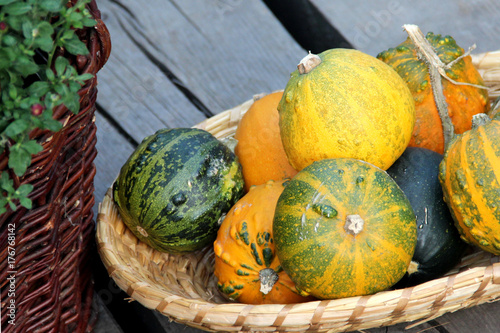 Mix of pumpkins on the terrace