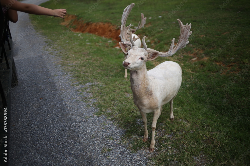 Fototapeta premium White Albino Buck Deer
