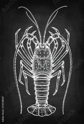 Chalk sketch of spiny lobster