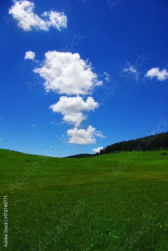 Beautiful alpine meadow