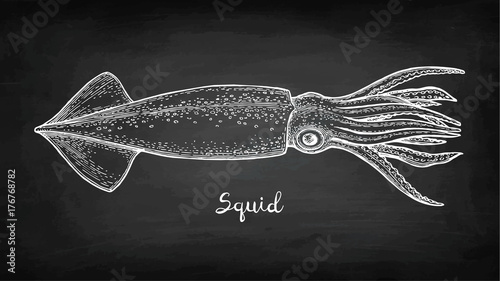 Chalk sketch of squid