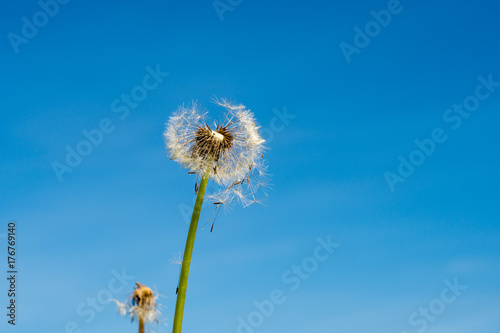 Closeup of dandelion blowball, seeds flower head, blue sky background © Ban