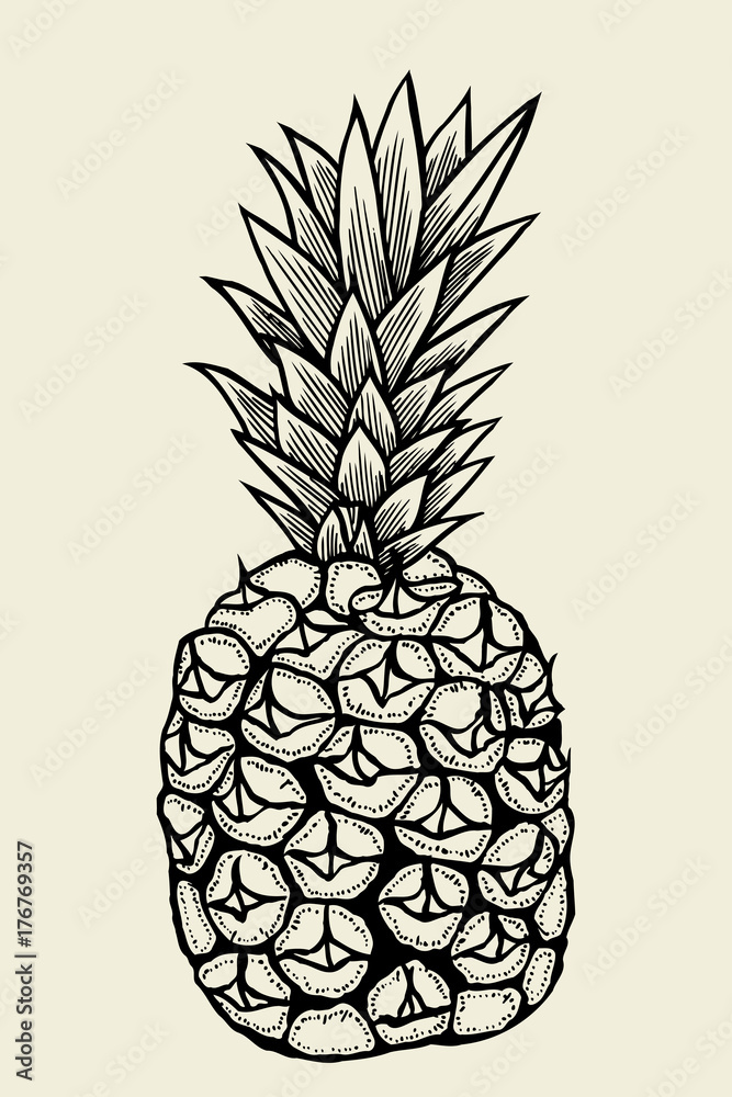Vector hand drawn pineapple. Vector hand drawn pineapple.