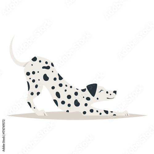 cute dalmatian dog photo