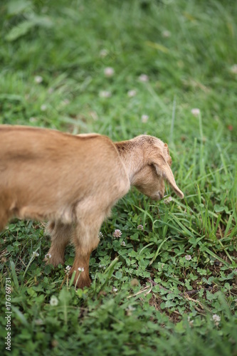 Baby Goat Eating and Playing in a Meadow © holly
