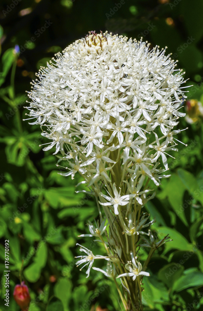 White Bear Grass Wildflower Mount Rainier Paradise White Bear Grass Wildflower Mount Rainier Paradise