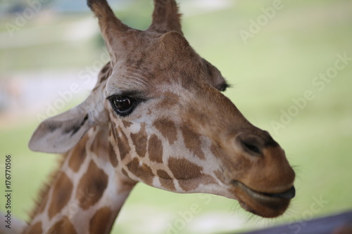 Giraffe in Captivity in a Zoo © holly